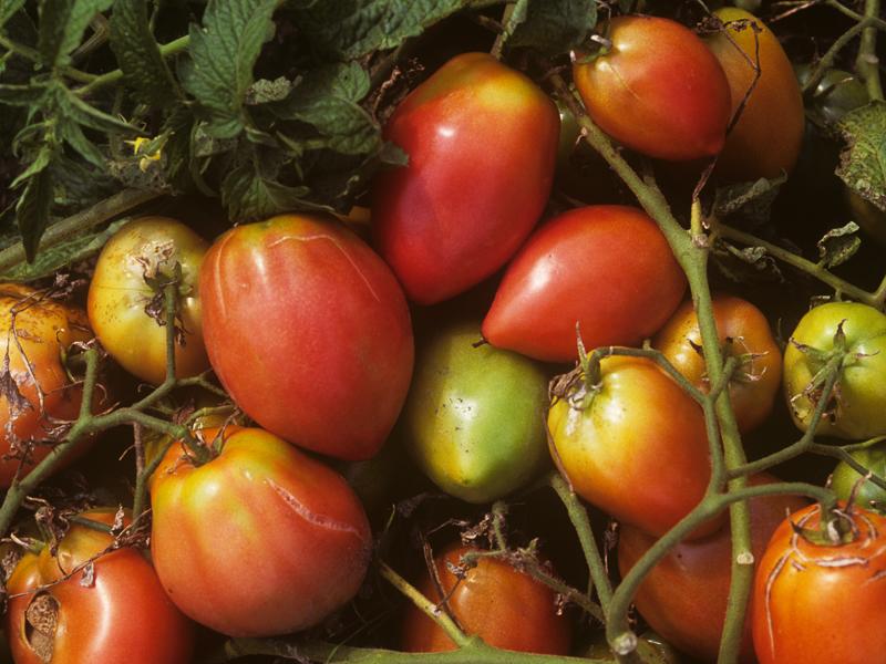 Grushovka tomato