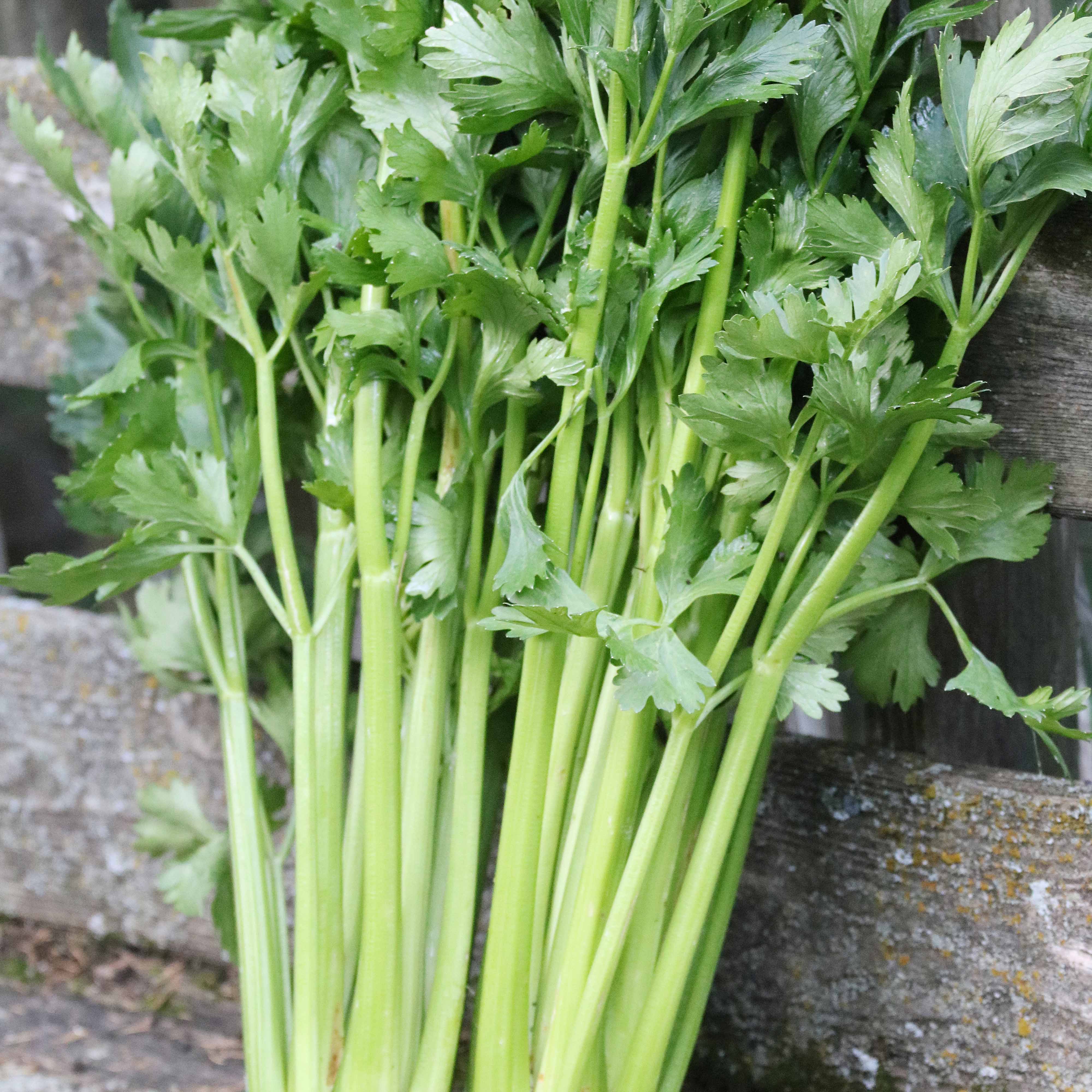 Tall Utah non GMO 50+ seeds FREE SHIPPING Heirloom organic celery seed 