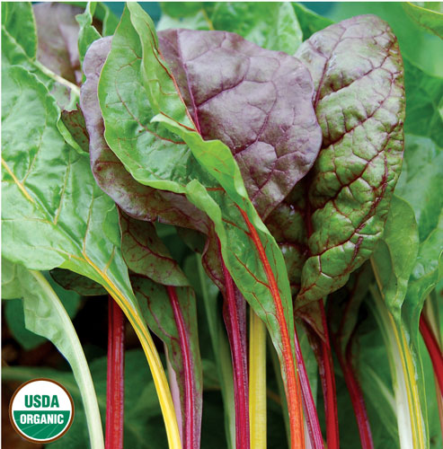 Five Color Silverbeet Swiss chard