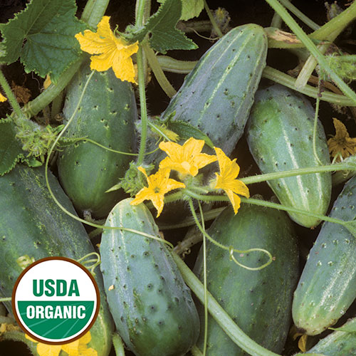 Cucumber 'Bushy' Heirloom  Seeds Certified Organic VERY EARLY PROLIFIC COMB/SHIP 