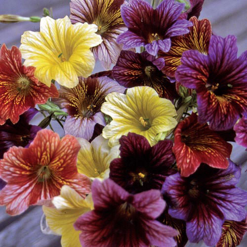 250 Graines Salpiglossis Sinuata 'Painted Tongue' seeds 