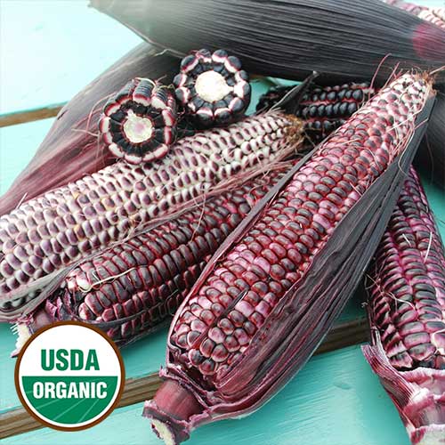 Double Red Corn