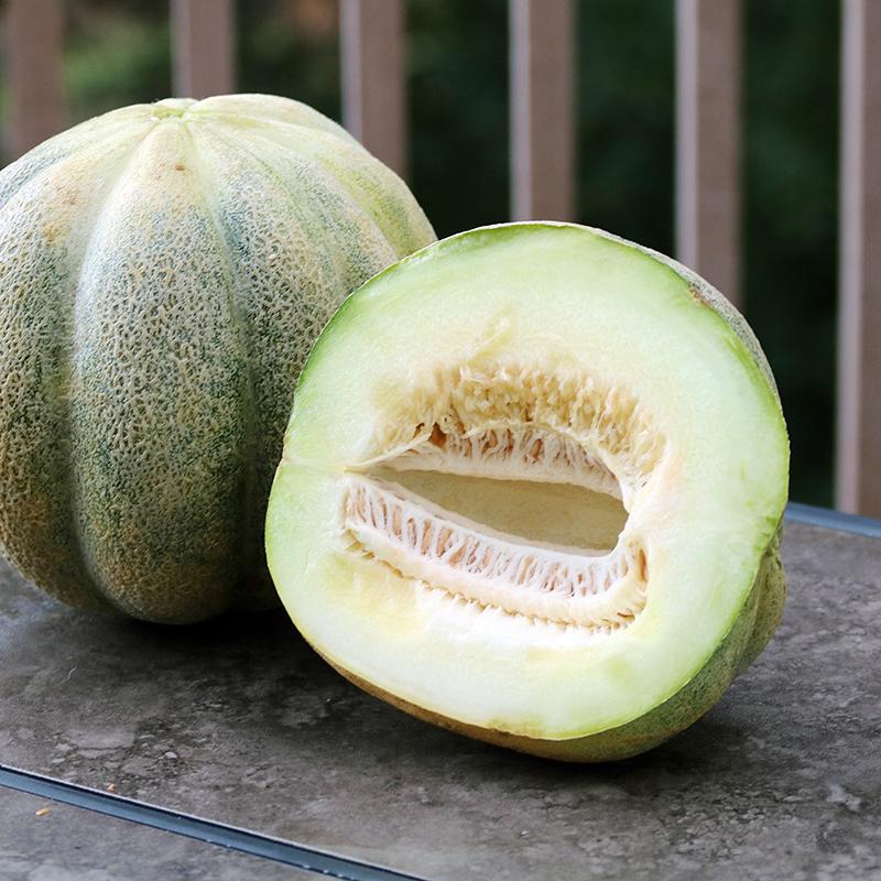Montreal Market Melon