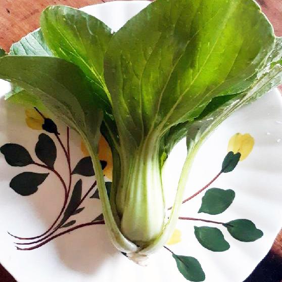 150 Seeds Shanghai Green F1 Chinese Cabbage Bok Choy 50 Days* Green Stem