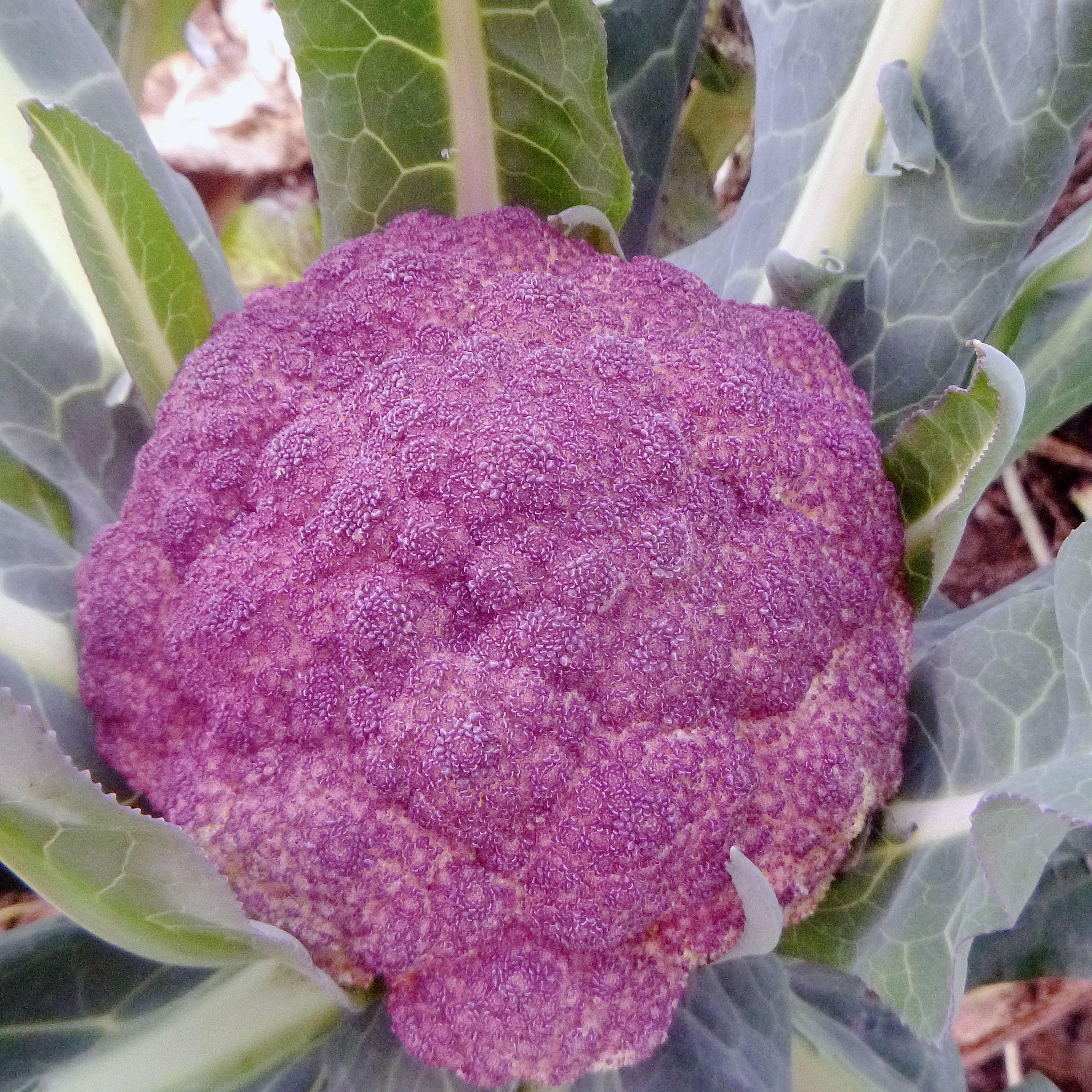 Heirloom Purple Cauliflower ''Violetto di Sicilia'' ~100 Top Quality Seeds RARE