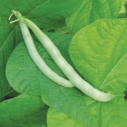 Tips for Growing Beans