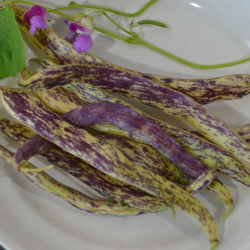 Dragon's Tongue 10-500 Beans Wax Bush Heirloom Large Cream Purple pods Non GMO 