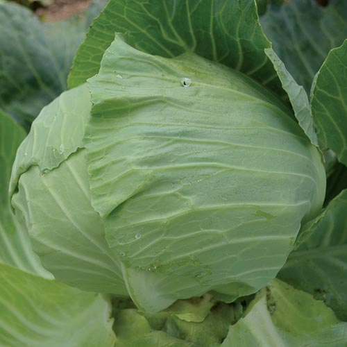 Premium Late Flat Dutch cabbage