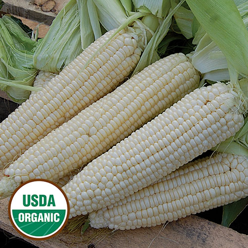 NON-GMO Country Gentleman Corn ~90 Top Quality Seeds MEGA RARE Corn Variety 
