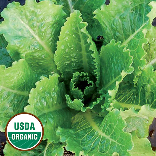 Crisp Mint Organic Lettuce - Seed Savers Exchange