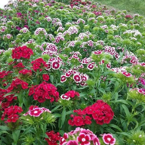 Electron Blend Sweet William