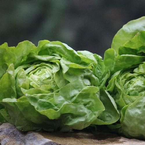 Organically Grown French Heirloom Vegetable Chartreuse Lettuce Seeds 