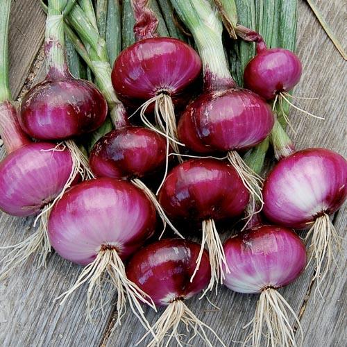 All Onions