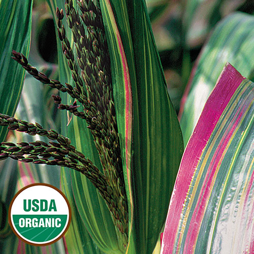 Corn ''Golden Striped Japonica Corn'' ~30 Top Quality Seeds MEGA RARE NON-GMO 
