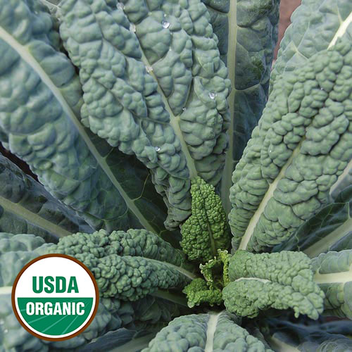 Details about   Lacinato Kale SEEDS Organic Dinosaur Tuscan Italian Plant Vegetable Crop 