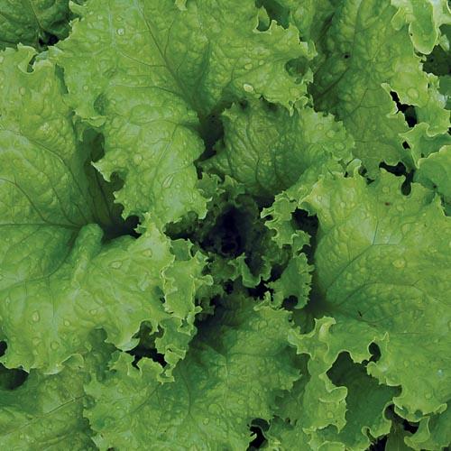 Slobolt lettuce