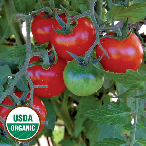 Cherry Tomato Seeds LargeNON-GMO 50 Seeds Organic Fresh Garden Seeds 