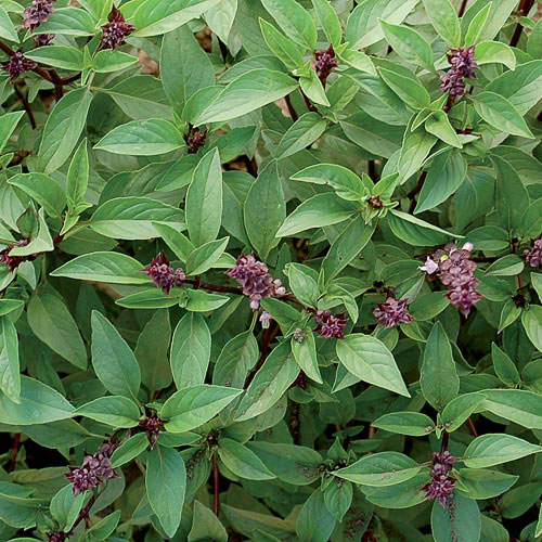 TROPICA - 200 Seeds Herbs Thai Basil Ocimum basilicum Thai