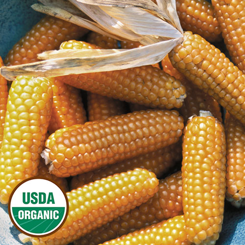 NON-GMO MEGA RARE Corn ''Burro Mountain Popcorn'' ~50 Top Quality Seeds 
