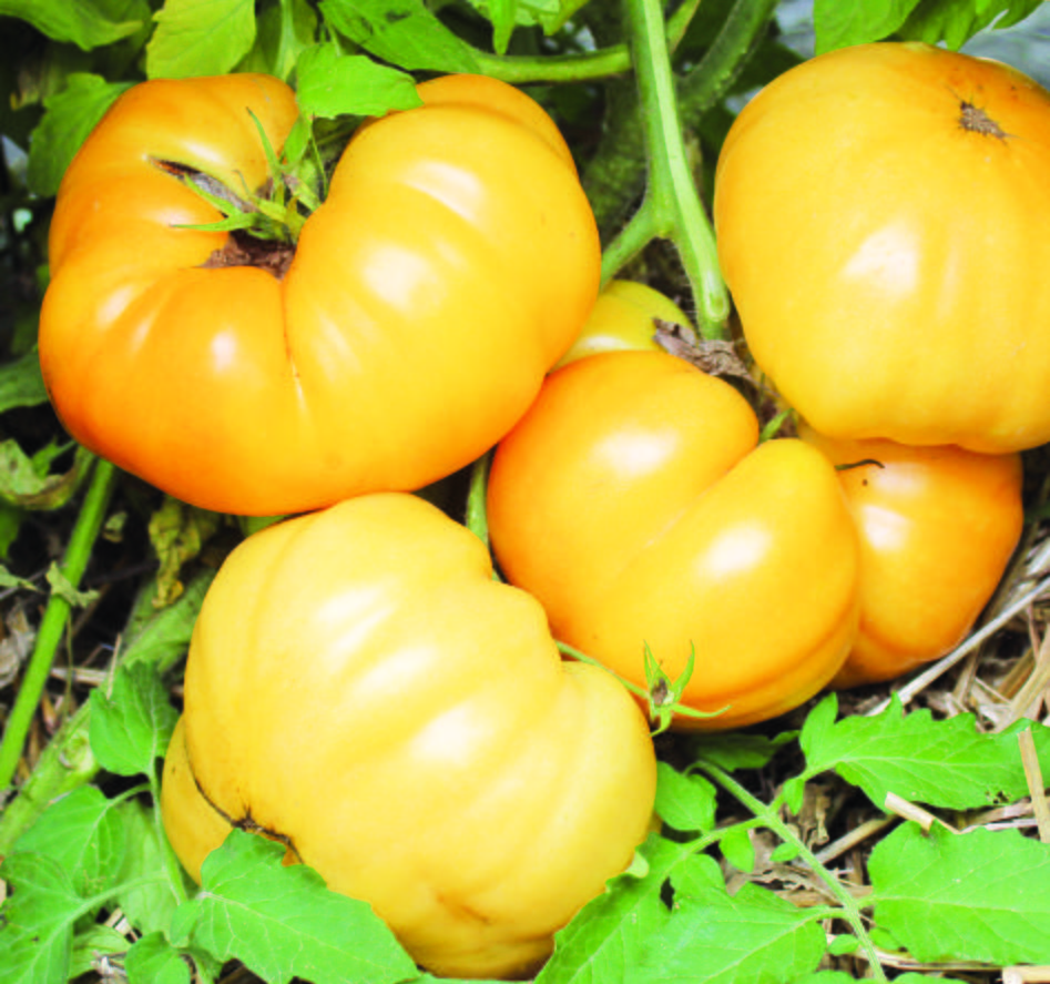 Dr. Wyche's Yellow Tomato