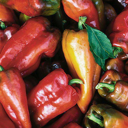 Shop Peppers
