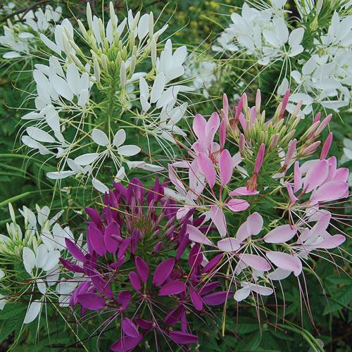 Details about   250 MIXED COLORS QUEEN CLEOME SPIDER FLOWER Seeds Gift