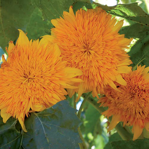 Sunflower, Orange Sun