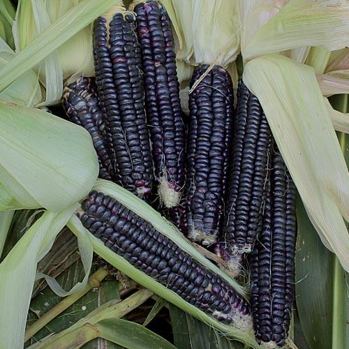 Corn, Black Aztec