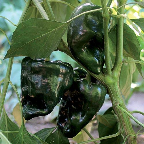 Ancho Gigantea pepper