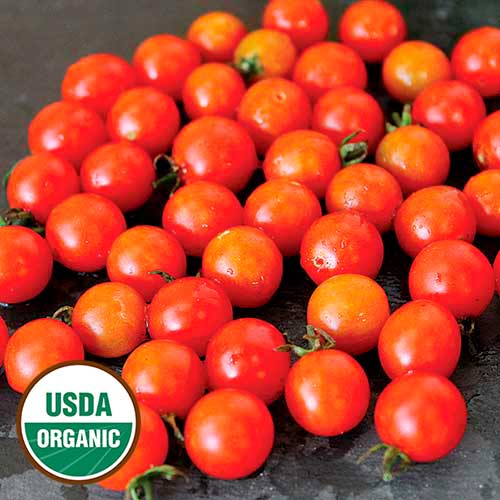 GOLD RUSH HERITAGE HEIRLOOM BRIGHT YELLOW TINY CHERRY CURRANT TOMATO 20 ORGANIC SEEDS CERTIFIED FRENCH ORGANIC GROWER