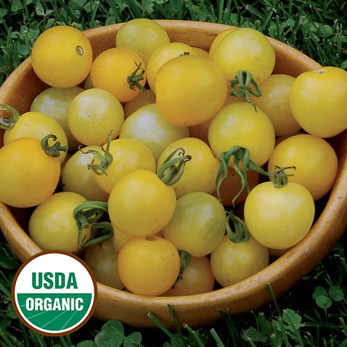 25 seeds per pack Lemon Drop Tomato Organic Details about   Tomato Seeds 