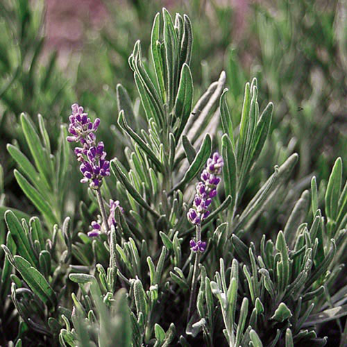 8 Kinds 400PCS Lavender Seeds Herb English Lavandula Stoechas Angustifolia Spike 
