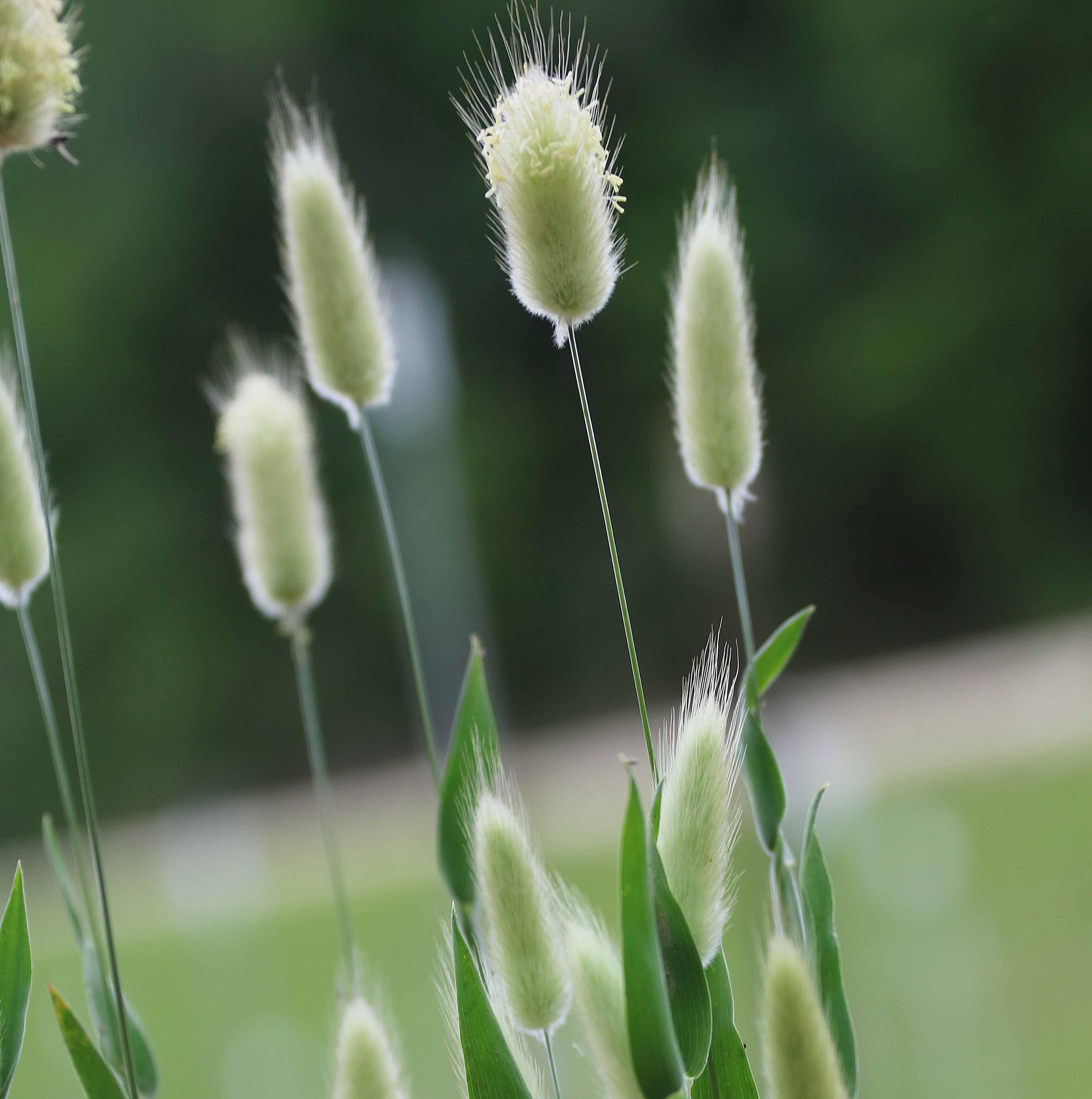 100 Fresh Seeds Lagurus Ovatus Bunny Tails Bright Big Fluffy Grass Home Garden! 