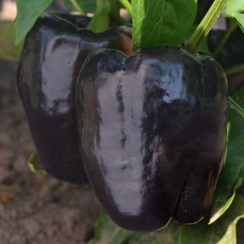 Purple Beauty Sweet Pepper Seeds/ Early Maturing Bell Pepper/ Heirloom & Open Pollinated Vegetable Seeds/ Sturdy Compact Pepper Plant