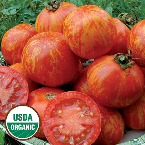 COMB S//H Red Zebra Tomato Seeds OVER 200 KINDS OF TOMATOES IN OUR STORE