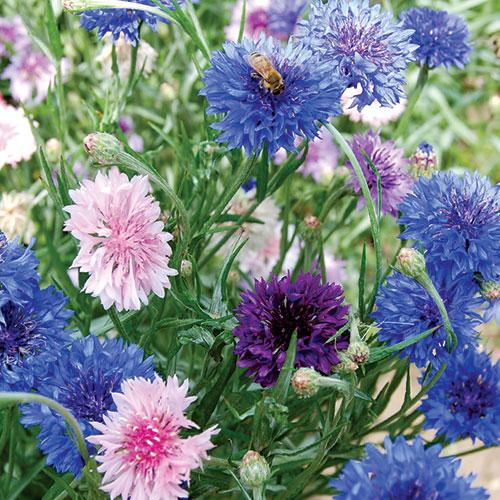 Ships Fast! US Seller Tall Mix Bachelor Buttons Flower Seed 