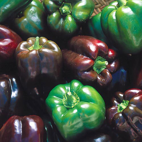 Heirloom NON-GMO FREE SHIPPING Chocolate Beauty Bell Pepper Variety Sizes