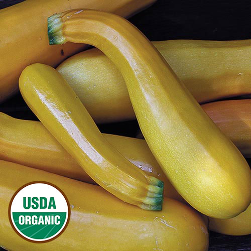 non-gmo free shipping! Details about   25 GOLDEN ZUCCHINI SUMMER SQUASH SEEDS 2021