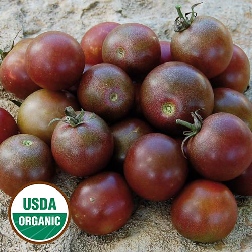 Perfectly round cherry with classic black tomato flavor Organic BLACK CHERRY TOMATO Seed Open-pollinated sweet yet rich and complex.\u201d